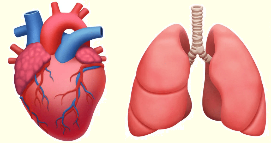 los sistemas circulatorio y respiratorio - Grado 4 - Quizizz