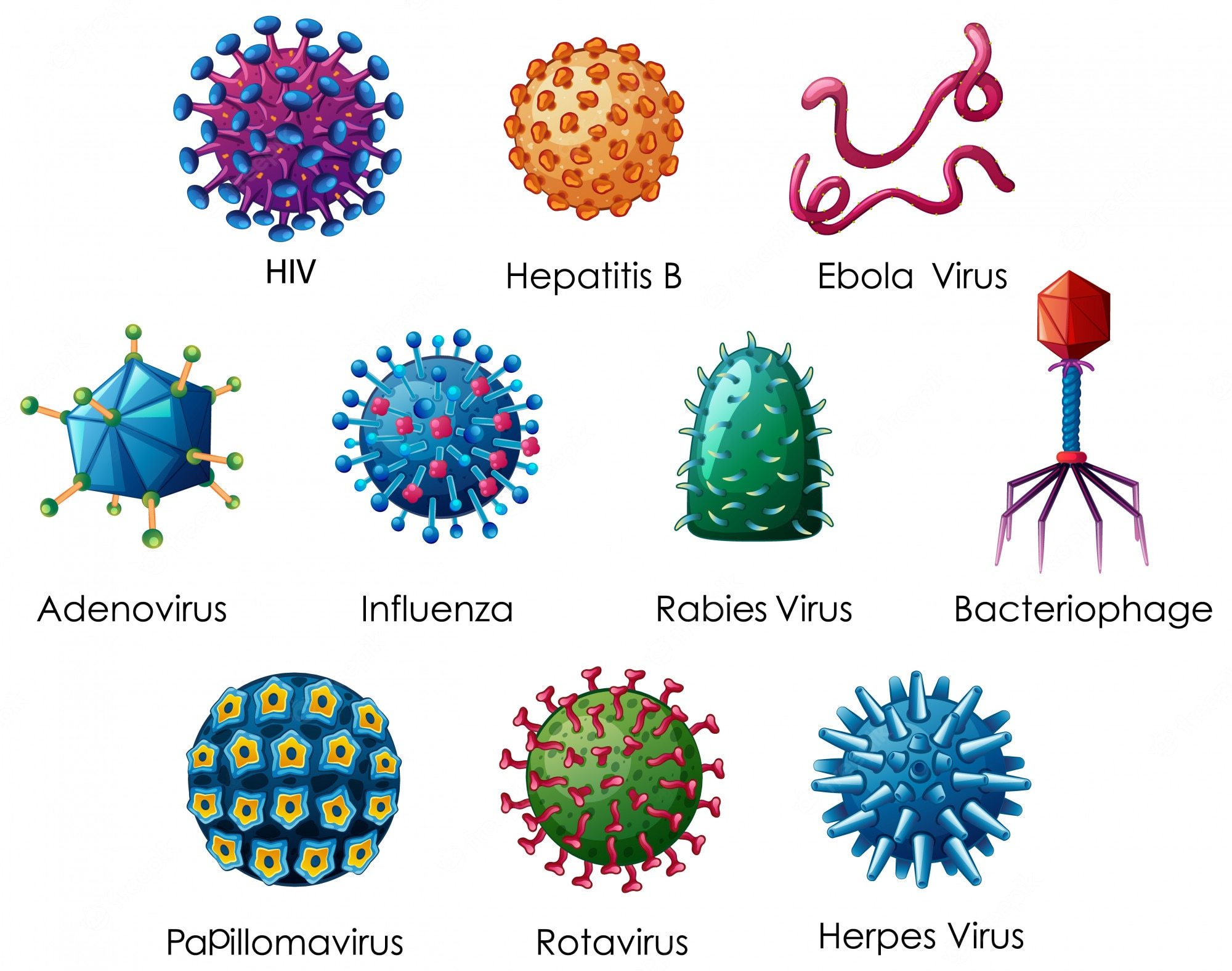 virus - Kelas 1 - Kuis