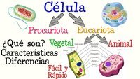 procariotas y eucariotas Tarjetas didácticas - Quizizz