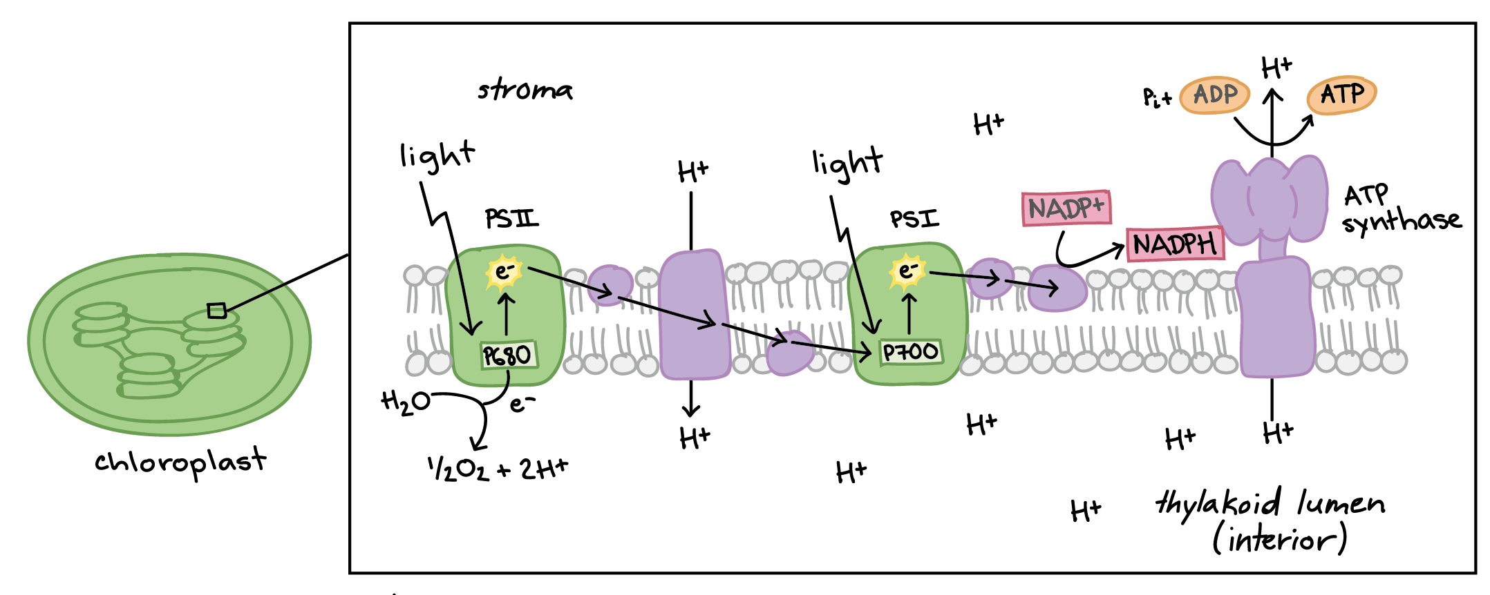 light-dependent-reactions-of-photosynthesis-quiz-quizizz