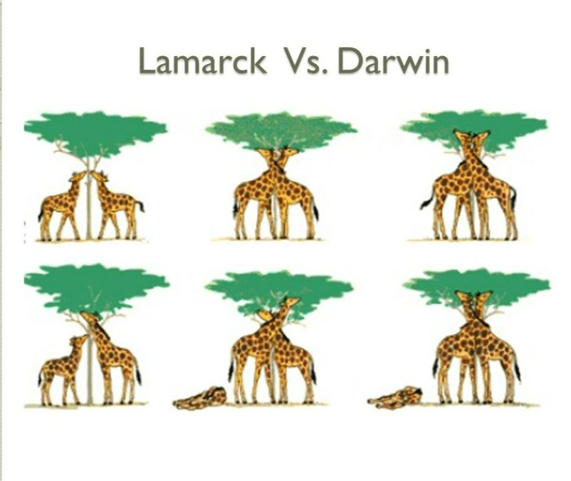 B.7 Darwin/Lamarck and Snurfles