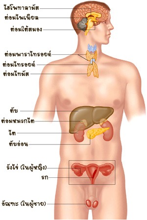 การย่อยอาหารของมนุษย์ | Biology - Quizizz