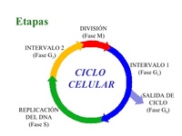 El ciclo celular y la mitosis. Tarjetas didácticas - Quizizz