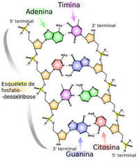 síntese de rna e proteína - Série 3 - Questionário