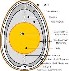 Physical Structure and Composition of Egg