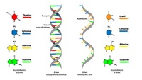 Amino Acids - Class 9 - Quizizz