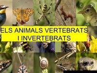 vertebrata dan invertebrata - Kelas 6 - Kuis