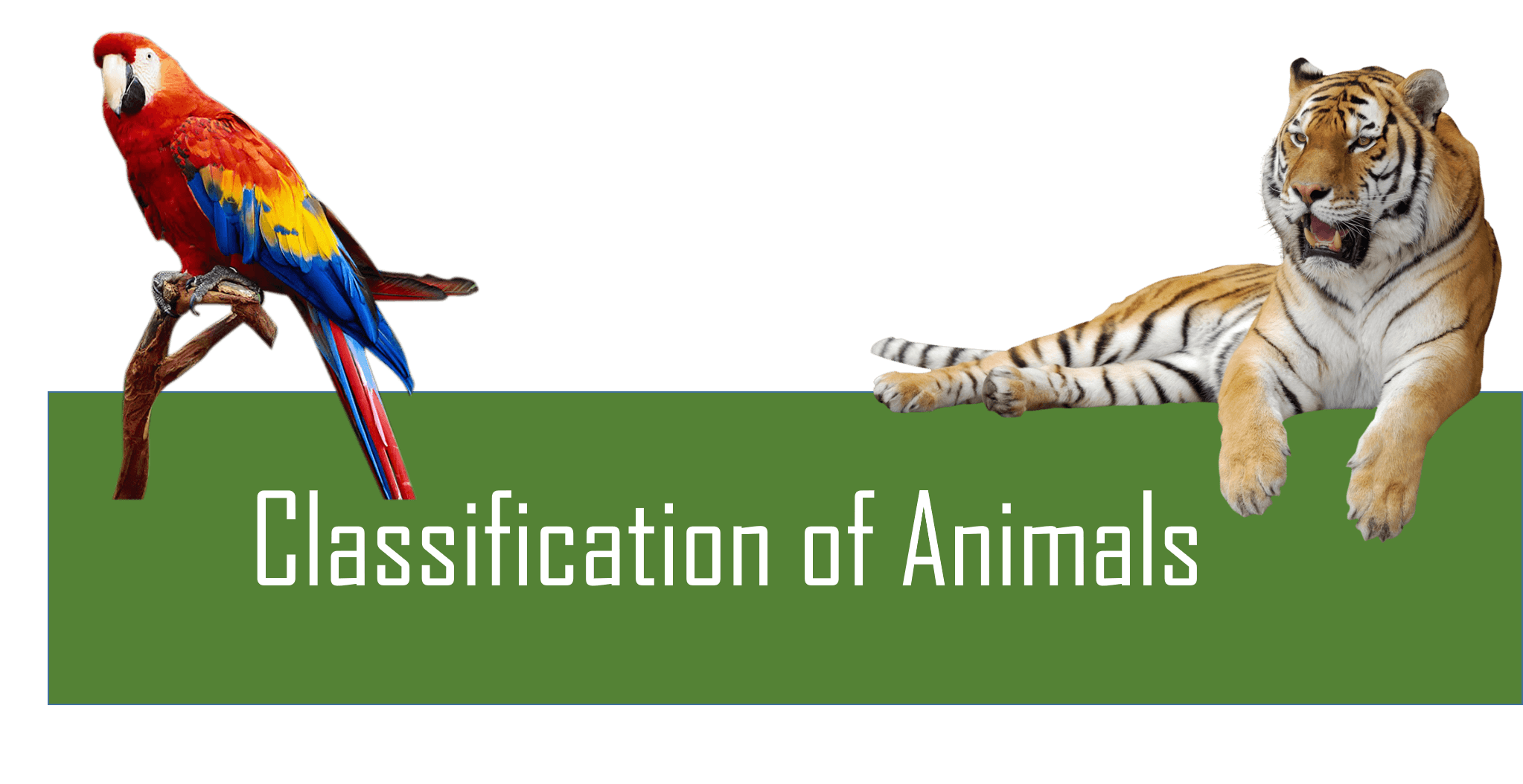 classification-of-animals-science-quizizz