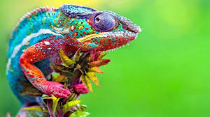 Chameleon Adaptations | Other Quiz - Quizizz