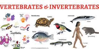 All About Vertebrates and Invertebrates