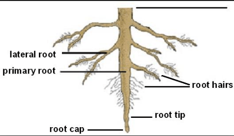 Function of roots | Science - Quizizz