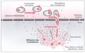 processus de réponse inflammatoire