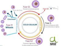 El ciclo celular y la mitosis. - Grado 7 - Quizizz