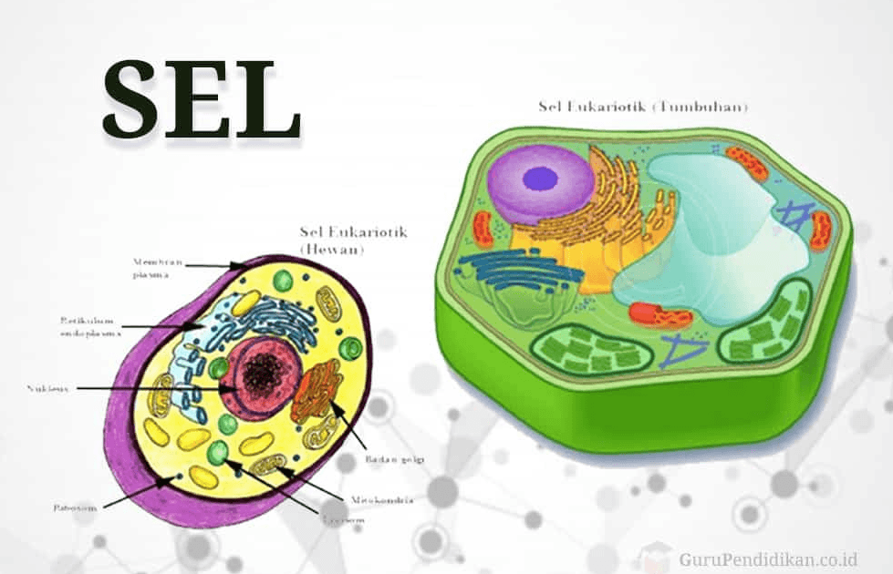 struktur dan replikasi DNA - Kelas 3 - Kuis