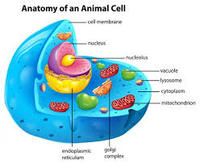 biología vegetal - Grado 6 - Quizizz