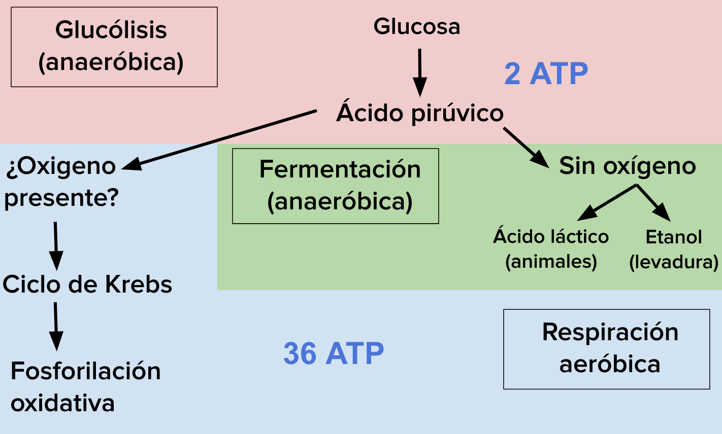 respiración celular - Grado 10 - Quizizz