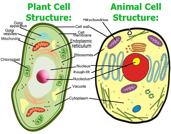 Plant and Animal Cell Structure and Function questions & answers for quizzes  and tests - Quizizz