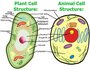 Plant and Animal Cell Structure and Function