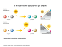 metabolismo - Grado 9 - Quizizz