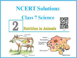 Class VII Nutrition in Animals | Science Quiz - Quizizz