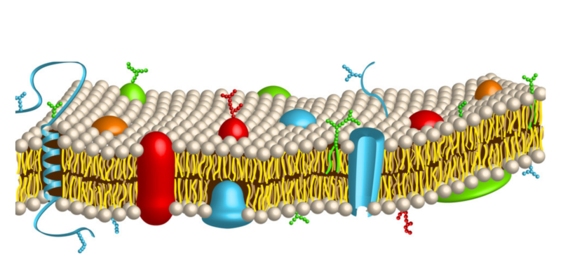 a membrana celular - Série 6 - Questionário