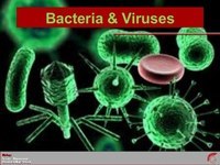 bacteria and archaea - Class 6 - Quizizz