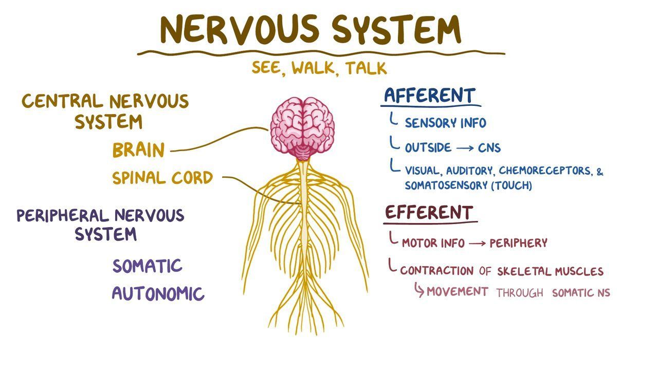 nervous-system-questions-answers-for-quizzes-and-worksheets-quizizz