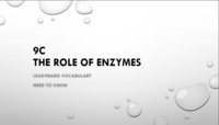 enzymes - Grade 12 - Quizizz