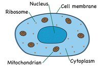 prokaryotes and eukaryotes - Class 4 - Quizizz