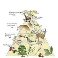 productores y consumidores - Grado 7 - Quizizz