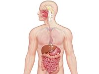 the digestive and excretory systems - Class 11 - Quizizz