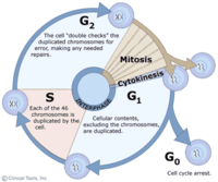 the cell cycle and mitosis - Year 12 - Quizizz