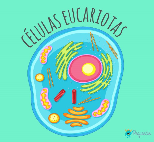 célula vegetal y animal - Grado 8 - Quizizz