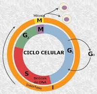 o ciclo celular e a mitose - Série 3 - Questionário