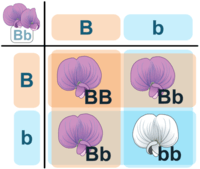 kwadraty Punnetta - Klasa 7 - Quiz