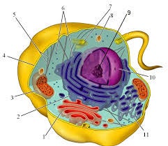 Organelle Function | 79 Plays | Quizizz