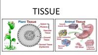 tissues - Class 7 - Quizizz