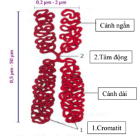 cấu trúc của tế bào - Lớp 3 - Quizizz