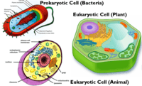 prokariota dan eukariota - Kelas 7 - Kuis