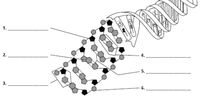 dna structure and replication Flashcards - Quizizz