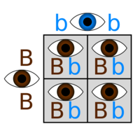 Punnet Squares