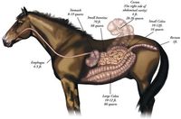 the digestive and excretory systems Flashcards - Quizizz