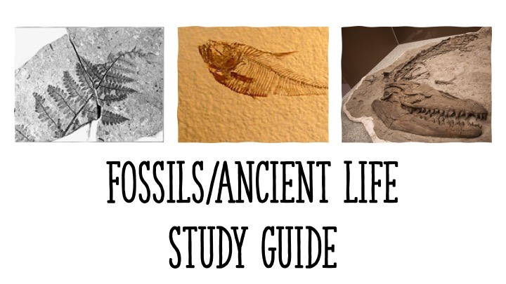 Fossils Study Guide Questions & Answers For Quizzes And Tests - Quizizz