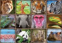 animales - Grado 5 - Quizizz