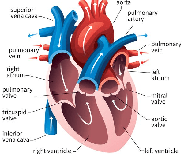 Transport in animals | Circulatory System Quiz - Quizizz