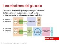 metabolismo - Grado 8 - Quizizz