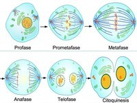 meiosis - Grade 2 - Quizizz