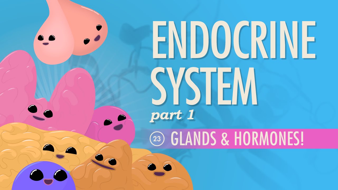 the nervous and endocrine systems Flashcards - Quizizz