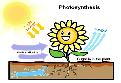 Photosynthesis TEST | Science Quiz - Quizizz