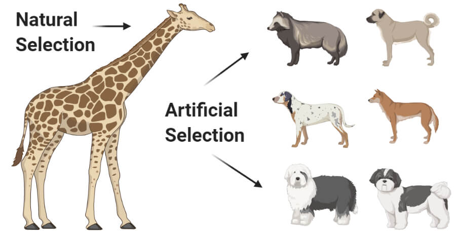 adaptation-natural-artificial-selection-545-plays-quizizz